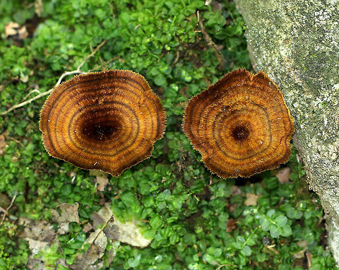 Shiny Cinnamon Polypore Concentrically zoned Cinnamon-brown, silky cap. The cap was very thin and tough. Stem was also brown and very tough. Brown pores.

These mushrooms are lovely and have a fantastic texture, but they remind me of the black velvet kitsch paintings that were popular in the 1970's in the US.  Coltricia,Coltricia cinnamomea,Geotagged,Shiny Cinnamon Polypore,Summer,United States,fungi,fungus,mushroom,mushrooms,polypore