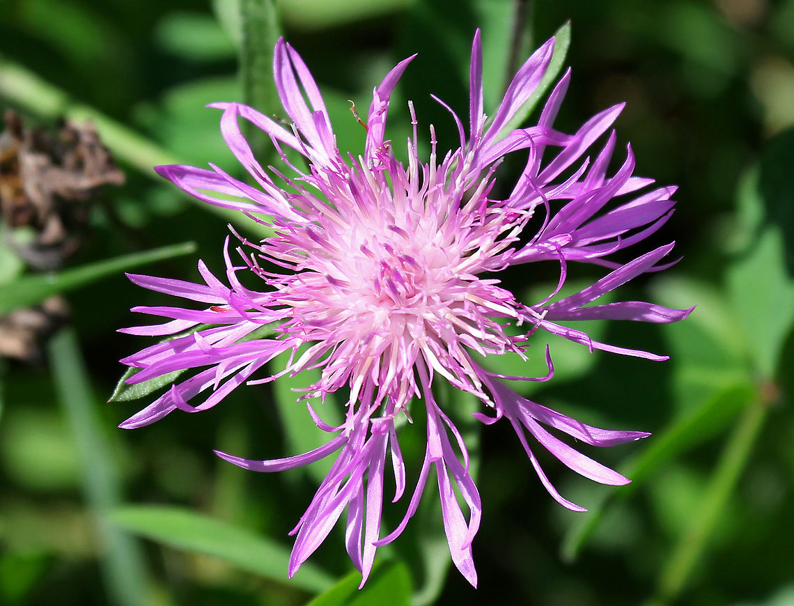 Spotted Knapweed Spotted Knapweed is an invasive plant in North America, where it is estimated to occupy more than 7 million acres in the United States.<br />
<br />
It's a pioneer species that is often found in recently disturbed sites or openings. Once it becomes established, it continues to spread into the surrounding habitat where it outcompetes native plants using these methods:<br />
1. It has tap roots that suck up water faster than the root systems of other plants,<br />
2. It spreads quickly because of high seed production, <br />
3. Low palatability, which means that it is less likely to be chosen as food by herbivores, and<br />
4.  It is allelopathic and releases a toxin from its roots that stunts the growth of other plant species growing nearby.<br />
 Centaurea,Centaurea maculosa,Geotagged,Knapweed,Spotted Knapweed,Spotted knapweed,Summer,United States,flower,wildflower
