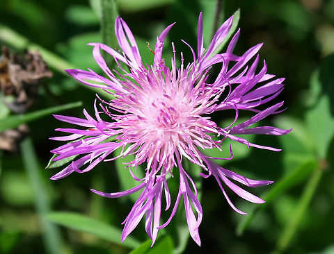 Spotted knapweed