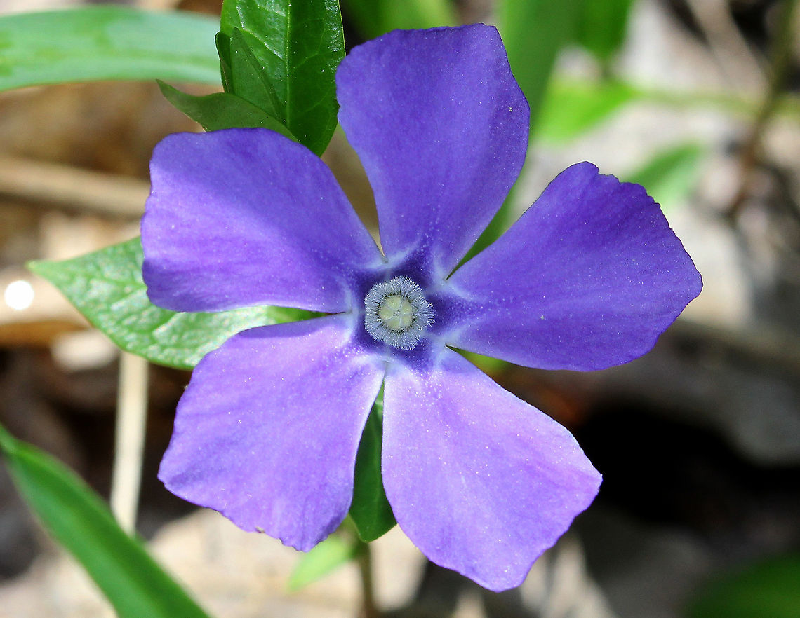 Periwinkle A low, evergreen plant with purple flowers. Flowers have 5 petals with a white star shape in the center. Geotagged,Periwinkle,Spring,United States,Vinca minor,flower,purple,wildflower
