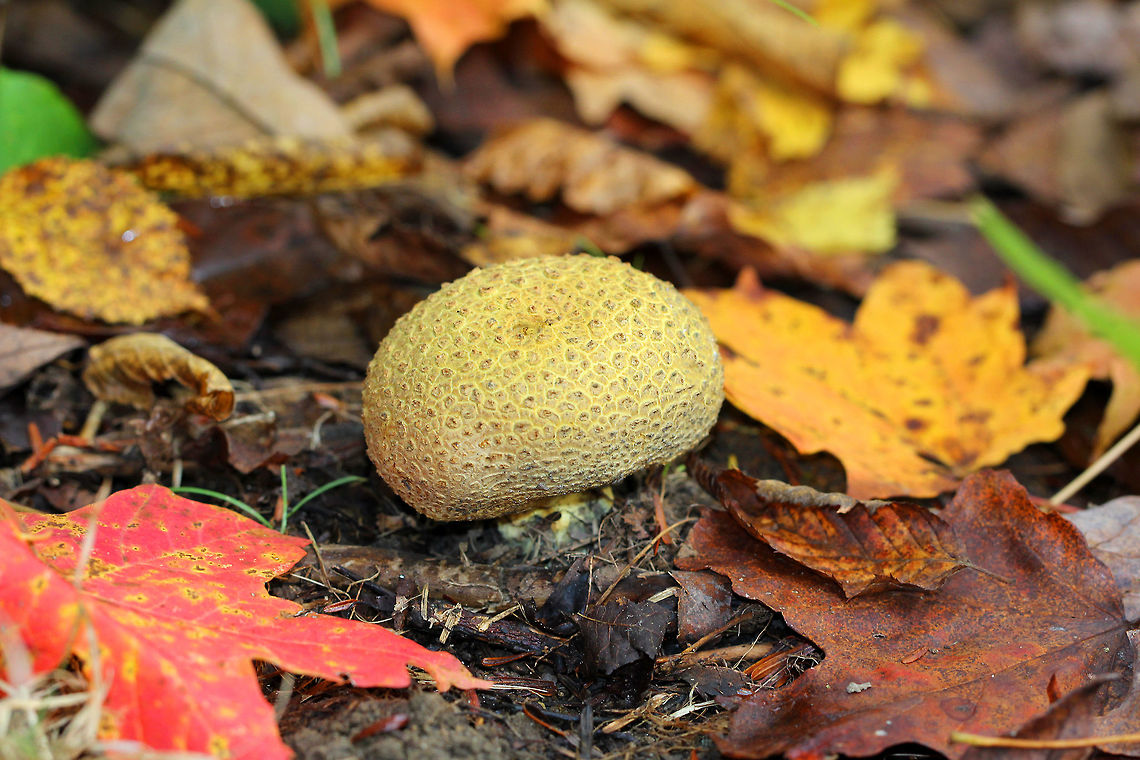Pigskin Poison Puffball Scaly, hard, yellowish-brown puffball. Inside the puffball, the spore mass was powdery and black. This puffball was approximately 5cm. Common Earthball,Fall,Geotagged,Pigskin Poison Puffball,Scleroderma citrinum,United States,fungus,puffball