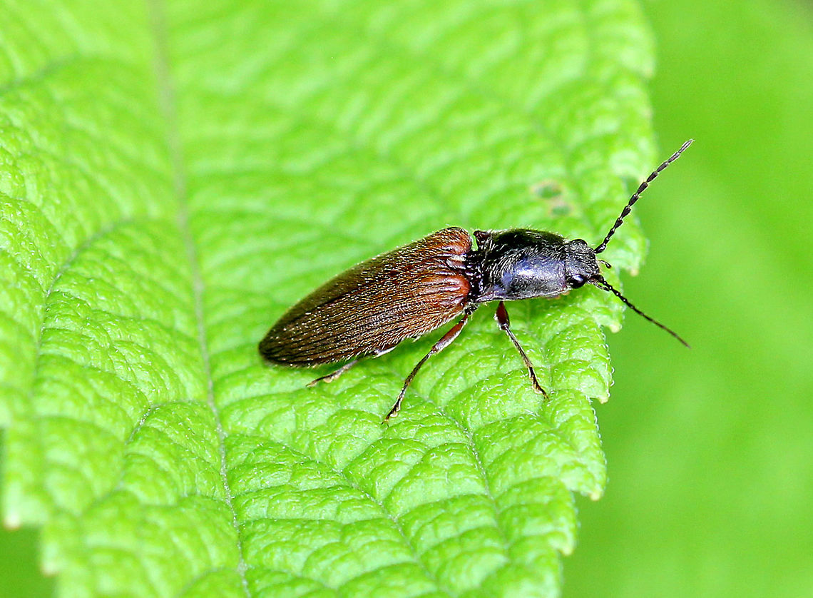 Click Beetle - Hemicrepidius decoloratus Click beetles get their common name from the unusual click mechanism that they possess. They have a spine on the undersurface of their prothorax (prosternum), which can be snapped into a corresponding notch on the mesosternum. This action produces a &quot;click&quot; that can bounce the beetle into the air. Clicking is mainly used to avoid predators. <br />
<br />
 This little beetle had a black head and thorax and long, brown, fuzzy elytra. Click Beetle,Geotagged,Hemicrepidius,Hemicrepidius decoloratus,Summer,United States,beetle