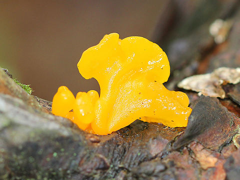 Dacryopinax spathularia Bright, vibrant yellow gelatinous fruiting bodies. Sizes varied from approximately 0.5-2 cm.

Habitat: Growing on fallen birch
https://www.jungledragon.com/image/70812/dacryopinax_spathularia.html Dacryopinax spathularia,Geotagged,Summer,United States,fungus
