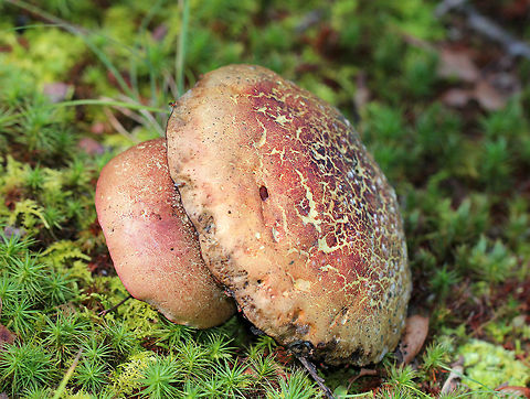 Two-colored Bolete Large red and tan-yellow bolete. The cap was areolate. The flesh was yellow, but starting to rot. The stem was red on the bottom and yellow near the cap. The pores were rotting, but still bruised instantly when marked. Cap size was 5-9cm diameter.

The deep blue bruising of the pores, and the less than dramatic/absent bruising in the stem and flesh over a period of several minutes are identifying characteristics that distinguish this species from similar poisonous species, such as Boletus sensibilis.  Baorangia,Baorangia bicolor,Geotagged,Summer,Two-colored Bolete,Two-colored bolete,United States,bolete,fungi,fungus,mushroom,mushrooms