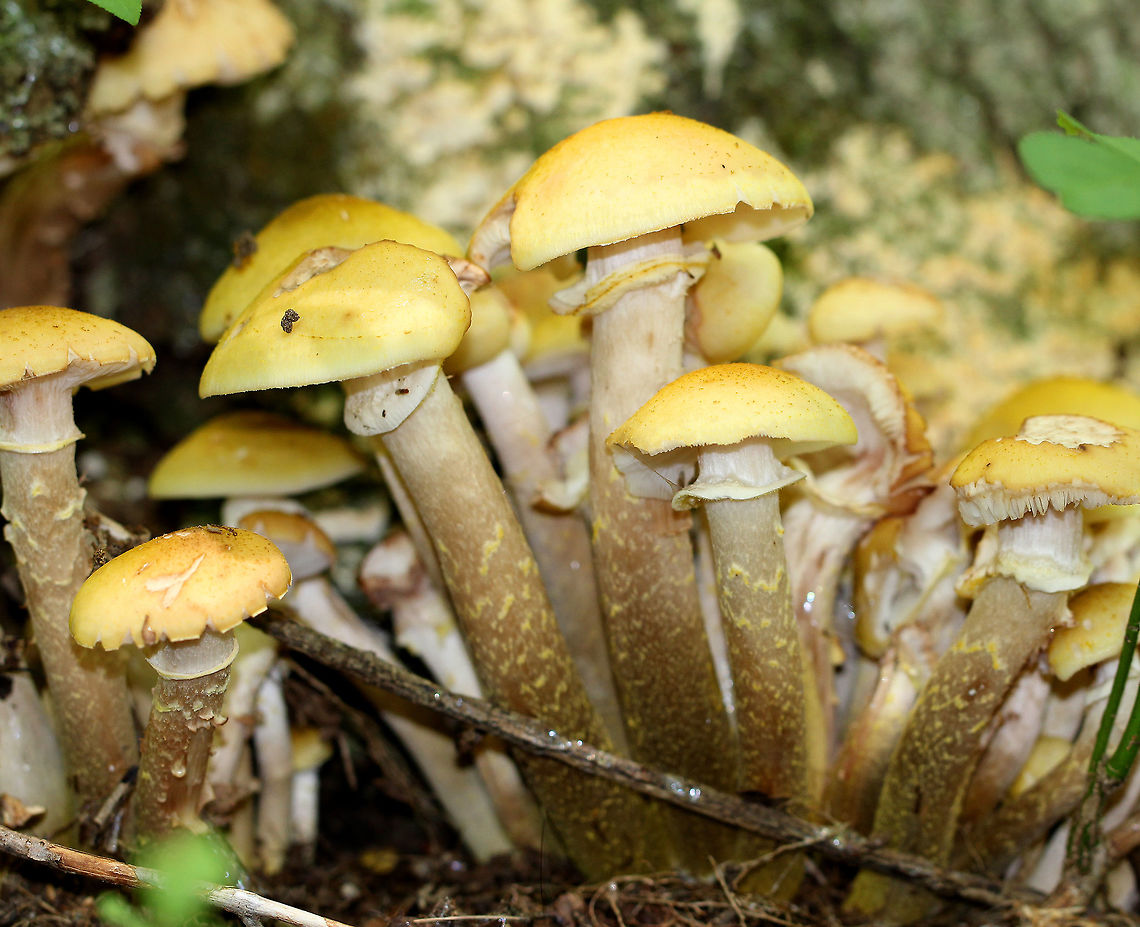 Honey Mushrooms These mushrooms had yellow caps, brownish yellow stems, and cream-colored gills. The tallest mushroom was 10cm. Armillaria,Armillaria mellea,Geotagged,Honey Mushrooms,Honey fungus,Summer,United States,fungi,fungus,mushroom,mushrooms