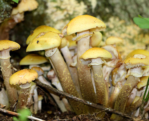 Honey Mushrooms These mushrooms had yellow caps, brownish yellow stems, and cream-colored gills. The tallest mushroom was 10cm. Armillaria,Armillaria mellea,Geotagged,Honey Mushrooms,Honey fungus,Summer,United States,fungi,fungus,mushroom,mushrooms