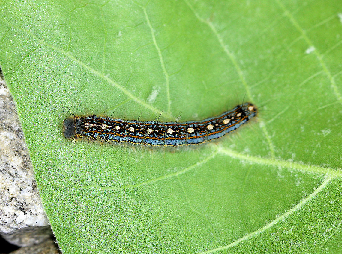 Forest Tent Caterpillar Dark-gray to brownish-black background body color, highlighted by broad, pale-blue lines and thin, broken yellow lines extending along each side; dorsum of each abdominal segment has distinct whitish keyhole or shoeprint-shaped marking; body has fine, whitish, and sparsely distributed hairs. Forest Tent caterpillar,Forest tent caterpillar moth,Geotagged,Malacosoma disstria,Spring,United States,caterpillar,larva