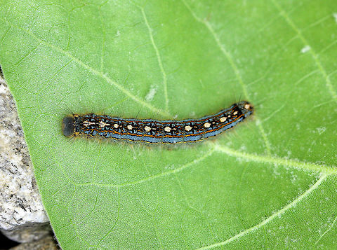 Forest Tent Caterpillar Dark-gray to brownish-black background body color, highlighted by broad, pale-blue lines and thin, broken yellow lines extending along each side; dorsum of each abdominal segment has distinct whitish keyhole or shoeprint-shaped marking; body has fine, whitish, and sparsely distributed hairs. Forest Tent caterpillar,Forest tent caterpillar moth,Geotagged,Malacosoma disstria,Spring,United States,caterpillar,larva