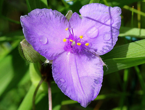 Virginia Spiderwort Violet flowers with 3 large petals. Yellow, hairy stamens in a terminal cluster above long, narrow leaf-like bracts. Leaves are long and folded lengthwise, forming a channel.

The flowers of this plant only open in the morning, after which the petals then wilt and turn into a jelly-like fluid. The hairs on the stamens consist of a chain of thin-walled cells, which are interesting to examine under a microscope because the flowing cytoplasm and nucleus can easily be seen. Geotagged,Spiderwort,Spring,Tradescantia virginiana,United States,Virginia Spiderwort,Virginia spiderwort,flower,purple,wildflower