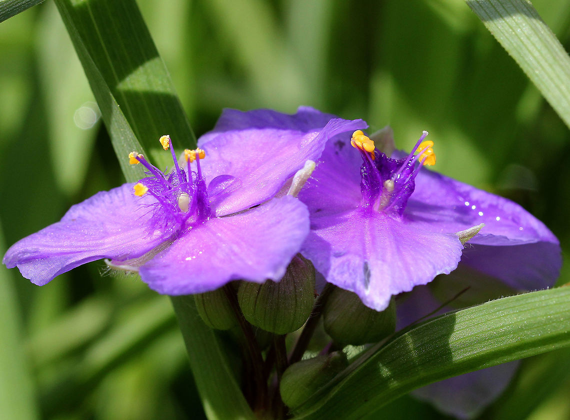 Virginia Spiderwort Violet flowers with 3 large petals. Yellow, hairy stamens in a terminal cluster above long, narrow leaf-like bracts. Leaves are long and folded lengthwise, forming a channel.<br />
<br />
The flowers of this plant only open in the morning, after which the petals then wilt and turn into a jelly-like fluid. The hairs on the stamens consist of a chain of thin-walled cells, which are interesting to examine under a microscope because the flowing cytoplasm and nucleus can easily be seen. Geotagged,Spiderwort,Spring,Tradescantia virginiana,United States,Virginia Spiderwort,Virginia spiderwort,flower,purple,wildflower