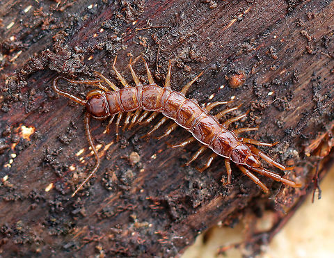 Brown Centipede Brown centipede that was approximately 25mm long. I see these centipedes frequently, but usually can't get a decent shot of them because they turn and run for cover as soon as they are exposed. I found this one under a rotting log. Brown centipede,Geotagged,Lithobius,Lithobius forficatus,Spring,United States,brown centipede,centipede,chilopoda,stone centipede