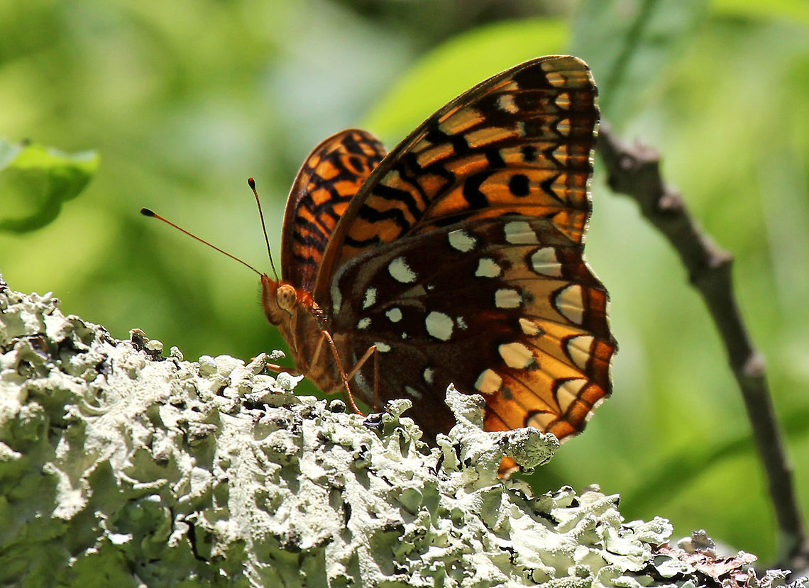 Great Spangled Fritillary Upperside of the male is tan to orange with black scales on the forewing veins. Females are tawny and are darker than the males. Underside of the hindwing has a wide, pale submarginal band and large silver spots. Fritillary,Geotagged,Great Spangled Fritillary,Speyeria cybele,Summer,United States,butterfly