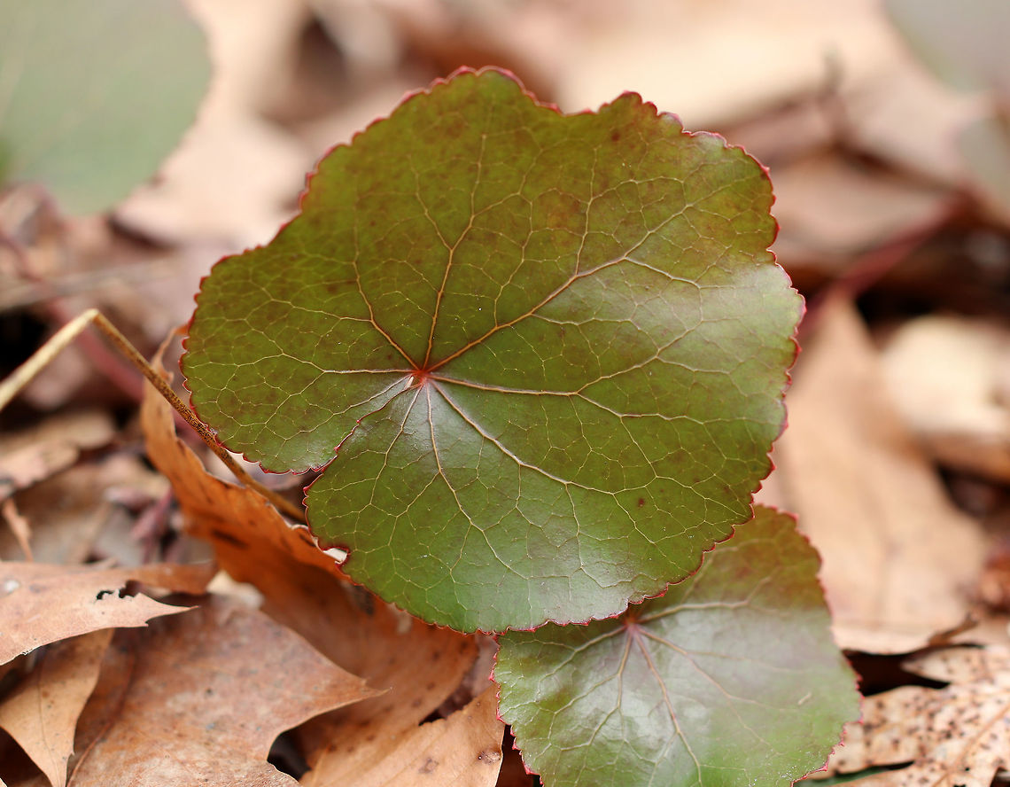 Wandplant It's too early for flowers, but this plant has lovely heart-shaped leaves. They are shiny and have rounded teeth. Small, white flowers will grow in a spike-like cluster on a long stalk from May-July. Galax urceolata,Geotagged,Spring,United States,Wandplant,beetleweed,galax,plant,wandflower