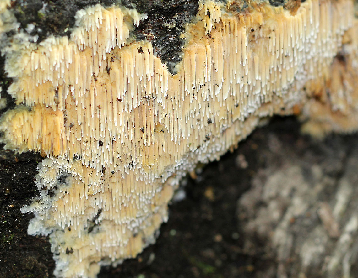 Hydnoid Fungus - Family Hydnaceae, Sarcodontia pachyodon Hymenium consisted of slender, downward-hanging, cream-yellow spines. They did not have caps. Family Hydnaceae,Geotagged,Hydnaceae,Hydnoid Fungus,Sarcodontia pachyodon,Summer,United States,fungi,fungus
