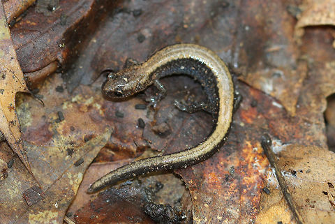 Red-backed Salamander Typically, these salamanders have a black body with a bright red stripe down the middle of their back. But, they exhibit color polymorphism, and can be black without the red stripe. Their bellies are black and white. This salamander was about 7 cm long.  Geotagged,Plethodon cinereus,Red- backed salamander,Red-backed Salamander,Spring,United States,color polymorphism,salamander