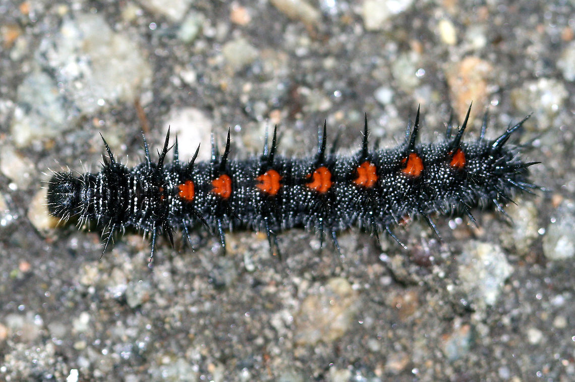 Mourning Cloak Caterpillar Larvae are black and spiny with a row of eight red patches down the back. The butterflies are one of the earliest seen in spring because they overwinter as adults.<br />
<br />
 Caterpillar,Geotagged,Mourning Cloak,Mourning Cloak Caterpillar,Nymphalis,Nymphalis antiopa,Spring,United States,butterfly larva,larva