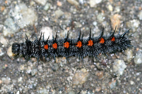 Mourning Cloak Caterpillar Larvae are black and spiny with a row of eight red patches down the back. The butterflies are one of the earliest seen in spring because they overwinter as adults.

 Caterpillar,Geotagged,Mourning Cloak,Mourning Cloak Caterpillar,Nymphalis,Nymphalis antiopa,Spring,United States,butterfly larva,larva