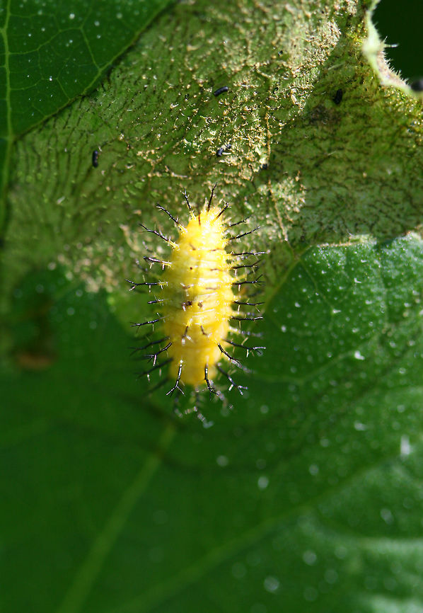 Squash Lady Beetle Larva This spiny, yellow larva eat the leaves of squash, cantaloupe, and other cucurbits. An unusual characteristic of this insect is that it circles the leaf area in which it is going to feed. Epilachna,Epilachna borealis,Geotagged,Squash Lady Beetle,Squash Lady Beetle larva,Squash beetle,Summer,United States,beetle larva,larva