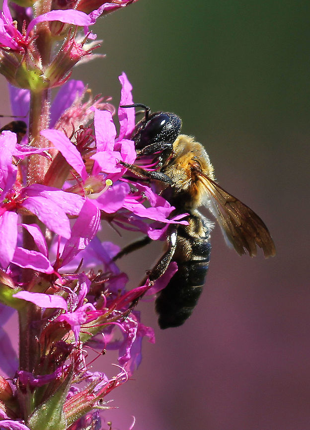 Sculptured Resin Bee - Megachile sculpturalis Large bee with a black head and abdomen. The thorax wass covered with dense yellowish-brown hairs. Wings are dark, but transparent. Overall size was about 3 cm long.<br />
<figure class="photo"><a href="https://www.jungledragon.com/image/72182/sculptured_resin_bee_-_megachile_sculpturalis.html" title="Sculptured Resin Bee - Megachile sculpturalis"><img src="https://s3.amazonaws.com/media.jungledragon.com/images/3232/72182_thumb.jpg?AWSAccessKeyId=05GMT0V3GWVNE7GGM1R2&Expires=1767225610&Signature=y9A7cP7JqriyP6lOwCKHsGhdXeM%3D" width="120" height="152" alt="Sculptured Resin Bee - Megachile sculpturalis Large bee with a black head and abdomen. The thorax was covered with dense yellowish-brown hairs. Wings are dark, but transparent. Overall size was about 3 cm long.<br />
<br />
Habitat: meadow<br />
https://www.jungledragon.com/image/58634/sculptured_resin_bee.html<br />
 Geotagged,Giant resin bee,Megachile sculpturalis,Summer,United States" /></a></figure> Geotagged,Megachile sculpturalis,Sculptured Resin Bee,Summer,United States,bee,hymenoptera