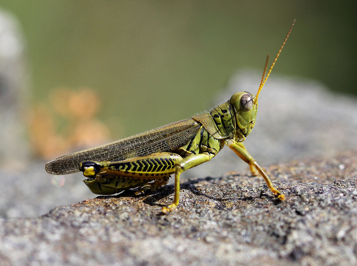Differential Grasshopper Forewings, pronotum uniform, without distinctive marks. Black herringbone markings on outer face of hind femora. Yellow hind tibiae. Differential Grasshopper,Differential grasshopper,Geotagged,Grasshopper,Melanoplus,Melanoplus differentialis,Summer,United States