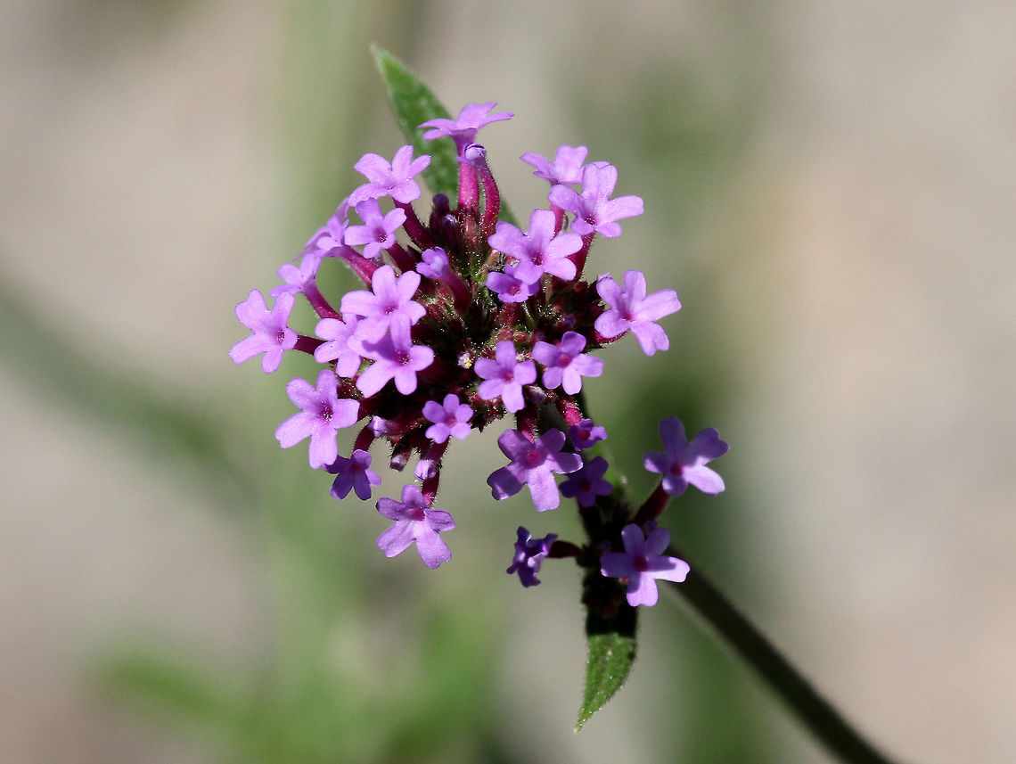 Tall Vervain Pink-purple small flowers growing in clusters on long stems. It can grow up to 6 feet tall. It self-seeds and is an invasive plant in the United States. Geotagged,Summer,Tall Vervain,United States,Verbena,Verbena bonariensis,Vervain,flowers,purple,wildflowers