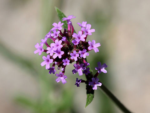 Tall Vervain Pink-purple small flowers growing in clusters on long stems. It can grow up to 6 feet tall. It self-seeds and is an invasive plant in the United States. Geotagged,Summer,Tall Vervain,United States,Verbena,Verbena bonariensis,Vervain,flowers,purple,wildflowers