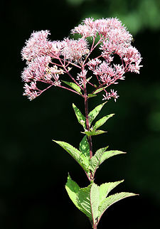 Joe-pye Weed According to folklore, this plant was used by American colonists to treat a variety of ailments, including typhus! Eutrochium,Eutrochium purpureum,Geotagged,Joe-pye Weed,Summer,United States,gravel root
