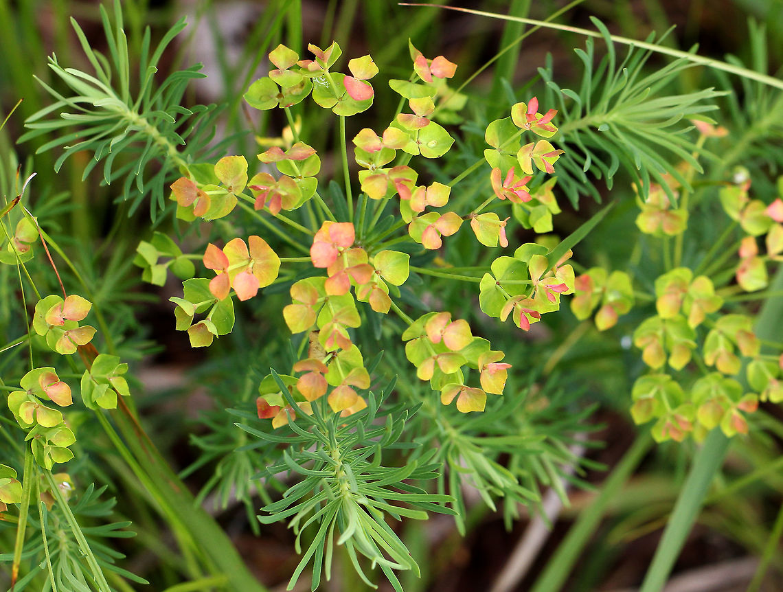 Cypress Spurge This plant was about 15cm wide. The petal-like bracts were greenish-red in color and it had small, linear leaves. When mature, the fruit of this plant explodes, which spreads the seeds up to 16 ft.  Cypress Spurge,Euphorbia cyparissias,Geotagged,Spring,United States