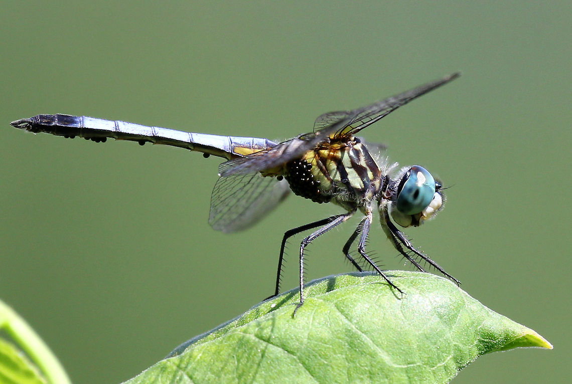 Blue Dasher (with Mites) This dragonfly was afflicted by a heavy mite infestation. They were probably water mites (Hydrachnidia sp.), which are phoretic ectoparasites. The mites most likely attached to the dragonfly while underwater - during the odonate&rsquo;s nymph stage. When the dragonfly eventually emerges from the water to become an adult, the mites simply crawl from the exuvia onto the newly emerged adult. It looks like there might be some damage to this dragonfly&#039;s exoskeleton (on it&#039;s abdomen), which may cause dessication. Blue Dasher,Blue dasher,Geotagged,Hydrachnidia,Pachydiplax longipennis,Summer,United States,dragonfly,phoretic ectoparasites,water mites