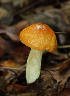 Leccinum Longicurvipes Mushroom Orange-brown cap, tight cream-colored pores. Approximately 8cm tall. Geotagged,Leccinum,Leccinum Longicurvipes,Leccinum longicurvipes,Leccinum longicurvipes Mushroom,Summer,United States,fungus,mushroom