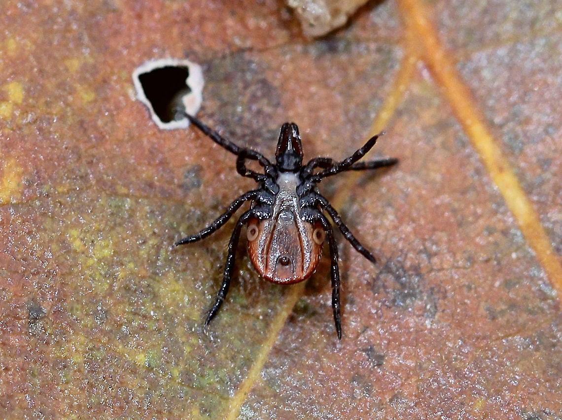 Blacklegged Tick (Female) If you've ever wondered what the ventral side of a tick looks like, here you go! On the underside, the upper, central opening between the fourth pair of legs is called the genital aperture. The lower central opening is the anus. The two whitish circular openings underneath the fourth legs are the spiracular plates. The genital aperture and anus are fairly self-explanatory due to their names. The spiracular plates contain spiracles through which the ticks breathe. Interestingly, larval ticks do not have spiracular plates, but rather they breathe through their skin. Nymphal and adult ticks do have spiracular plates, and they are able to control the opening/closing of their spiracles using muscles and hemolymph (blood) pressure. Ticks have a very delicate balance to maintain between their need to open their spiracles to breathe, but not have them open long enough to desiccate. Luckily for them, they can close their spiracles for long periods of time and survive without any oxygen exchange. This tick is an adult, female blacklegged tick. They have black heads and dorsal shields, dark red abdomens, and 8 legs. Blacklegged Tick,Blacklegged Tick (Female),Fall,Geotagged,Ixodes scapularis,United States,deer tick,female Blacklegged Tick,female deer tick,female tick,hard tick,ixodes,tick