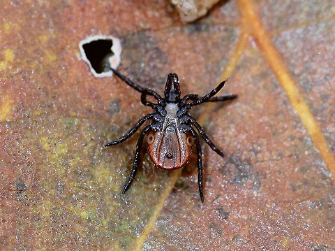 Blacklegged Tick (Female) If you've ever wondered what the ventral side of a tick looks like, here you go!  On the underside, the upper, central opening between the fourth pair of legs is called the genital aperture. The lower central opening is the anus. The two whitish circular openings underneath the fourth legs are the spiracular plates. The genital aperture and anus are fairly self-explanatory due to their names. The spiracular plates contain spiracles through which the ticks breathe. Interestingly, larval ticks do not have spiracular plates, but rather they breathe through their skin. Nymphal and adult ticks do have spiracular plates, and they are able to control the opening/closing of their spiracles using muscles and hemolymph (blood) pressure. Ticks have a very delicate balance to maintain between their need to open their spiracles to breathe, but not have them open long enough to desiccate. Luckily for them, they can close their spiracles for long periods of time and survive without any oxygen exchange. This tick is an adult, female blacklegged tick. They have black heads and dorsal shields, dark red abdomens, and 8 legs. Blacklegged Tick,Blacklegged Tick (Female),Fall,Geotagged,Ixodes scapularis,United States,deer tick,female Blacklegged Tick,female deer tick,female tick,hard tick,ixodes,tick