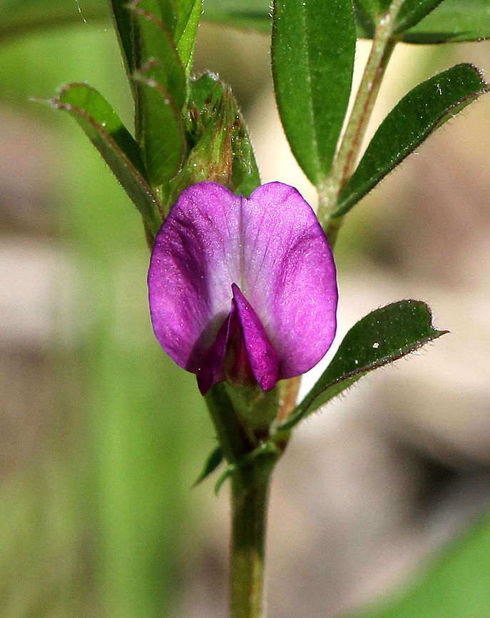 Vetch - Vicia sp. Small (~12mm) pinkish purple flowers growing on a vine-like stem. Leaves had sharp points on the ends. Geotagged,Spring,United States,Vetch,flower,vicia,wildflwoer