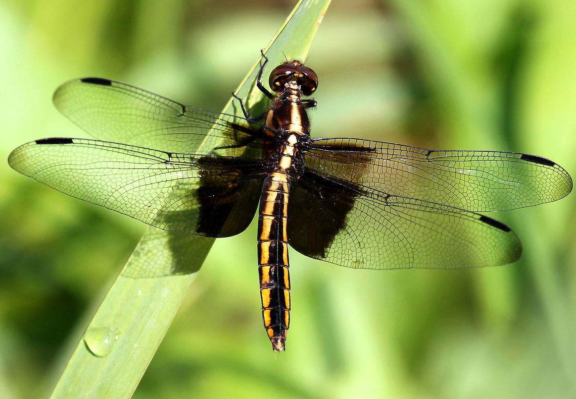 Widow Skimmer Adults have a blue abdomen, but juveniles are yellow with brown stripes. The wings of both sexes are marked with prominent black basal bands. Geotagged,Libellula luctuosa,Summer,United States,Widow Skimmer,dragonfly