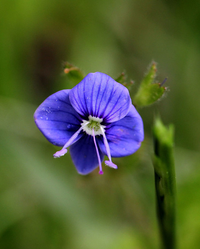 Germander Speedwell Small purplish-blue flower with a 4-lobed corolla. Leaves were in opposite pairs and very hairy. Bird's-eye speedwell,Geotagged,Germander Speedwell,Speedwell,Spring,United States,Veronica chamaedrys,flower,purple,wildflower