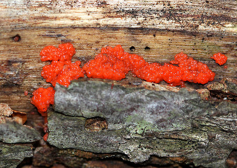 Red Jelly-Spot Fungus Tiny, shiny, red, and slimy fungus! Geotagged,Hormomyces,Hormomyces aurantiacus,Red Jelly-Spot Fungus,Summer,United States,fungi,fungus