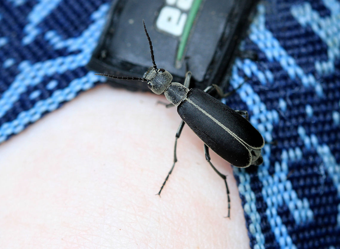 Margined Blister Beetle I was taking a picture of a flower when this not-so-harmless beetle crawled onto my foot. I didn't disturb it in an attempt to get a better picture because this is a blister beetle. Blister beetles get their common name from their ability to exude hemolymph (blood), which causes blisters on contact with human skin. Hemolymph is often exuded copiously by reflexive bleeding when an adult beetle is pressed, rubbed, or disturbed. The blistering agent in their hemolymph is cantharidin. Epicauta,Epicauta funebris,Geotagged,Margined Blister Beetle,Summer,United States,beetle,blister beetle