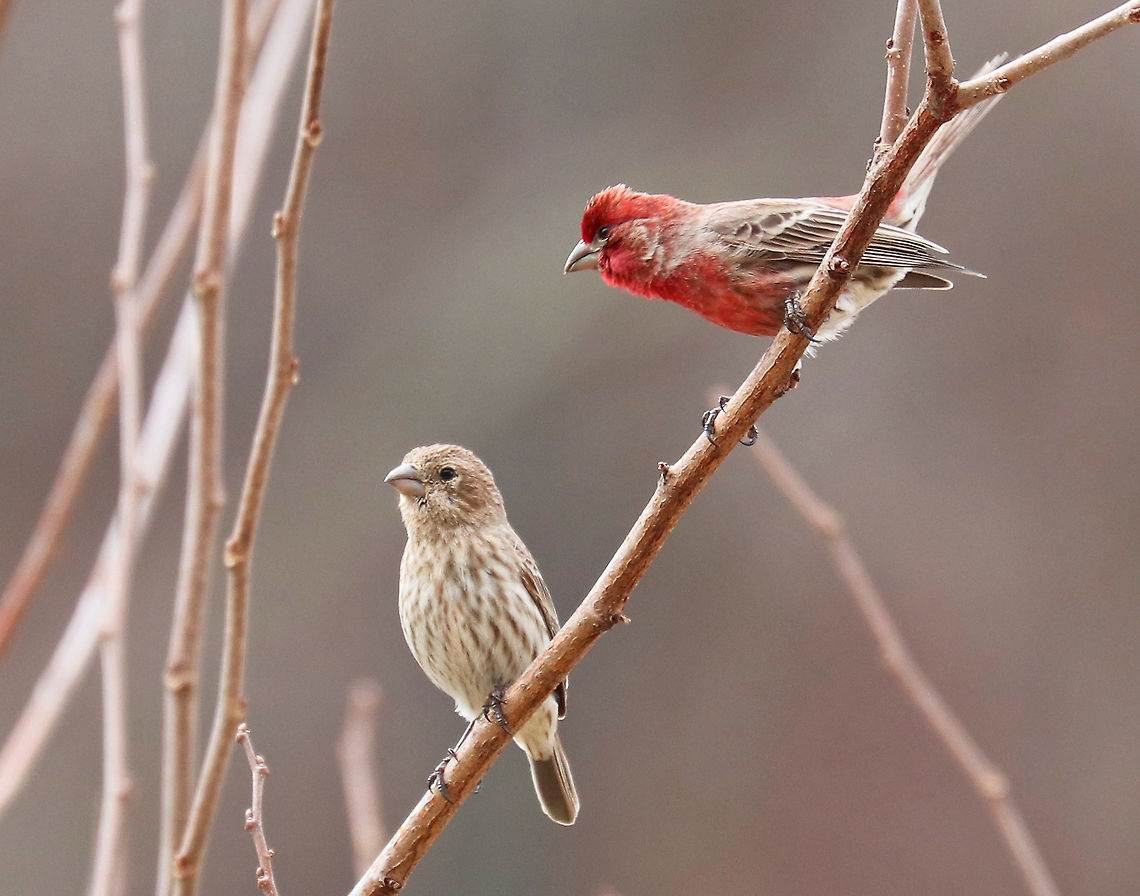 House Finches Love is in the air for these house finches! <br />
<br />
 Males have a red head and breast and a streaked, brown belly. The red coloring comes from pigments contained in its food during molt. So, the more pigment in the food, the redder the male. Females seem to prefer to mate with the reddest male they can find! Adult females are grayish brown overall, with a brown head, wings, and tail, and streaked, brown underparts. <br />
<br />
House finches come nest in my yard every year. The male particularly likes to sit in a bush next to my deck each morning and sing his beautiful, warbling songs.<br />
<br />
During courtship, males sometimes feed the females in a display that begins with the female pecking at his bill and fluttering her wings, like a fledgling would do. The male then feeds her regurgitated food. <br />
<figure class="photo"><a href="https://www.jungledragon.com/image/71062/female_house_finch_-_haemorhous_mexicanus.html" title="Female House Finch - Haemorhous mexicanus"><img src="https://s3.amazonaws.com/media.jungledragon.com/images/3232/71062_thumb.jpg?AWSAccessKeyId=05GMT0V3GWVNE7GGM1R2&Expires=1770854410&Signature=JDbUmu%2BQLv9t2WhQ21HjSaAQATw%3D" width="126" height="152" alt="Female House Finch - Haemorhous mexicanus This female was part of a pair. Her partner was sitting nearby singing to her...<br />
<br />
Males have a red head and breast and a streaked, brown belly. The red coloring comes from pigments contained in its food during molt. So, the more pigment in the food, the redder the male. Females seem to prefer to mate with the reddest male they can find! Adult females are grayish brown overall, with a brown head, wings, and tail, and streaked, brown underparts. <br />
<br />
During courtship, males sometimes feed the females in a display that begins with the female pecking at his bill and fluttering her wings, like a fledgling would do. The male then feeds her regurgitated food.<br />
<br />
Habitat: House finches come nest in my yard every year. The male particularly likes to sit in a bush next to my deck each morning and sing his beautiful, warbling songs.<br />
https://www.jungledragon.com/image/71063/female_house_finch_-_haemorhous_mexicanus.html<br />
https://www.jungledragon.com/image/58688/house_finches.html Carpodacus mexicanus,Geotagged,Haemorhous mexicanus,House Finch,Spring,United States" /></a></figure><br />
<figure class="photo"><a href="https://www.jungledragon.com/image/71063/male_house_finch_-_haemorhous_mexicanus.html" title="Male House Finch - Haemorhous mexicanus"><img src="https://s3.amazonaws.com/media.jungledragon.com/images/3232/71063_thumb.jpg?AWSAccessKeyId=05GMT0V3GWVNE7GGM1R2&Expires=1770854410&Signature=Npd%2F3mRCt1u%2BTaGoHU7II1hR4F0%3D" width="200" height="140" alt="Male House Finch - Haemorhous mexicanus This male was part of a pair. His partner was sitting on a nearby branch.<br />
<br />
Males have a red head and breast and a streaked, brown belly. The red coloring comes from pigments contained in its food during molt. So, the more pigment in the food, the redder the male. Females seem to prefer to mate with the reddest male they can find! Adult females are grayish brown overall, with a brown head, wings, and tail, and streaked, brown underparts. <br />
<br />
During courtship, males sometimes feed the females in a display that begins with the female pecking at his bill and fluttering her wings, like a fledgling would do. The male then feeds her regurgitated food.<br />
<br />
Habitat: House finches come nest in my yard every year. The male particularly likes to sit in a bush next to my deck each morning and sing his beautiful, warbling songs.<br />
https://www.jungledragon.com/image/71062/female_house_finch_-_haemorhous_mexicanus.html<br />
https://www.jungledragon.com/image/58688/house_finches.html Carpodacus mexicanus,Geotagged,Haemorhous mexicanus,House Finch,Spring,United States" /></a></figure> Carpodacus mexicanus,Geotagged,Haemorhous,Haemorhous mexicanus,House Finch,Spring,United States,birds,finch,finches,hollywood finch,house finch