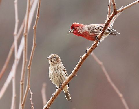 House Finches Love is in the air for these house finches! 

 Males have a red head and breast and a streaked, brown belly. The red coloring comes from pigments contained in its food during molt. So, the more pigment in the food, the redder the male. Females seem to prefer to mate with the reddest male they can find! Adult females are grayish brown overall, with a brown head, wings, and tail, and streaked, brown underparts. 

House finches come nest in my yard every year. The male particularly likes to sit in a bush next to my deck each morning and sing his beautiful, warbling songs.

During courtship, males sometimes feed the females in a display that begins with the female pecking at his bill and fluttering her wings, like a fledgling would do. The male then feeds her regurgitated food. 
https://www.jungledragon.com/image/71062/female_house_finch_-_haemorhous_mexicanus.html
https://www.jungledragon.com/image/71063/female_house_finch_-_haemorhous_mexicanus.html Carpodacus mexicanus,Geotagged,Haemorhous,Haemorhous mexicanus,House Finch,Spring,United States,birds,finch,finches,hollywood finch,house finch