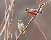 House Finches Love is in the air for these house finches! <br />
<br />
Males have a red head and breast and a streaked, brown belly. The red coloring comes from pigments contained in its food during molt. So, the more pigment in the food, the redder the male. Females seem to prefer to mate with the reddest male they can find! Adult females are grayish brown overall, with a brown head, wings, and tail, and streaked, brown underparts. <br />
<br />
House finches come nest in my yard every year. The male particularly likes to sit in a bush next to my deck each morning and sing his beautiful, warbling songs.<br />
<br />
During courtship, males sometimes feed the females in a display that begins with the female pecking at his bill and fluttering her wings, like a fledgling would do. The male then feeds her regurgitated food. <br />
https://www.jungledragon.com/image/71062/female_house_finch_-_haemorhous_mexicanus.html<br />
https://www.jungledragon.com/image/71063/female_house_finch_-_haemorhous_mexicanus.html Carpodacus mexicanus,Geotagged,Haemorhous,Haemorhous mexicanus,House Finch,Spring,United States,birds,finch,finches,hollywood finch,house finch