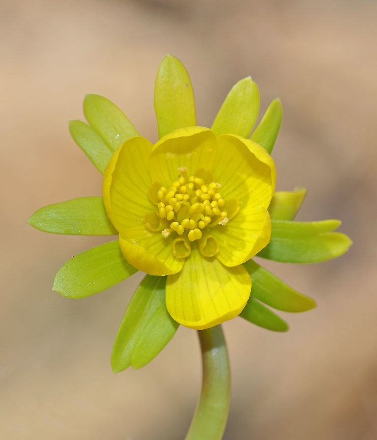 &lrm;Winter Aconite A harbinger of spring, this plant sends its shoots up through the snow.  It's native to Europe and is a late winter bloomer that comes up even before crocuses. It features cup-shaped, upward-facing, bright yellow, flowers on stalks. Each flower has a collar of leaf-like bracts.. Lobed, basal, green leaves emerge after the flowers.<br />
<br />
All parts of this plant are poisonous for humans and other mammals because it contains cardiac glycosides, which may cause serious, often irreparable heart damage. Eranthis hyemalis,Geotagged,Spring,United States,flower,spring flower,wildflower,yellow,&lrm;winter aconite
