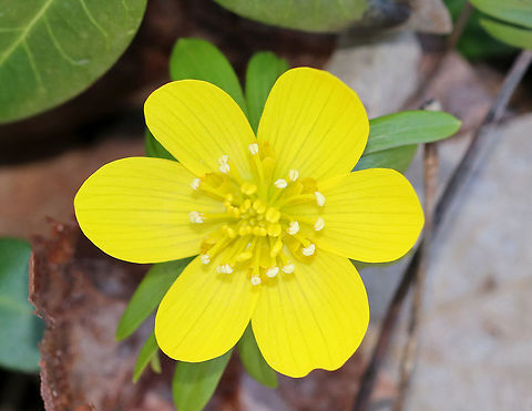 Winter Aconite A harbinger of spring, this plant sends its shoots up through the snow. It's native to Europe and is a late winter bloomer that comes up even before crocuses. It features cup-shaped, upward-facing, bright yellow, flowers on stalks. Each flower has a collar of leaf-like bracts.. Lobed, basal, green leaves emerge after the flowers.

All parts of this plant are poisonous for humans and other mammals because it contains cardiac glycosides, which may cause serious, often irreparable heart damage.  Eranthis hyemalis,Geotagged,Spring,United States,flower,spring flower,wildflower,winter aconite,yellow