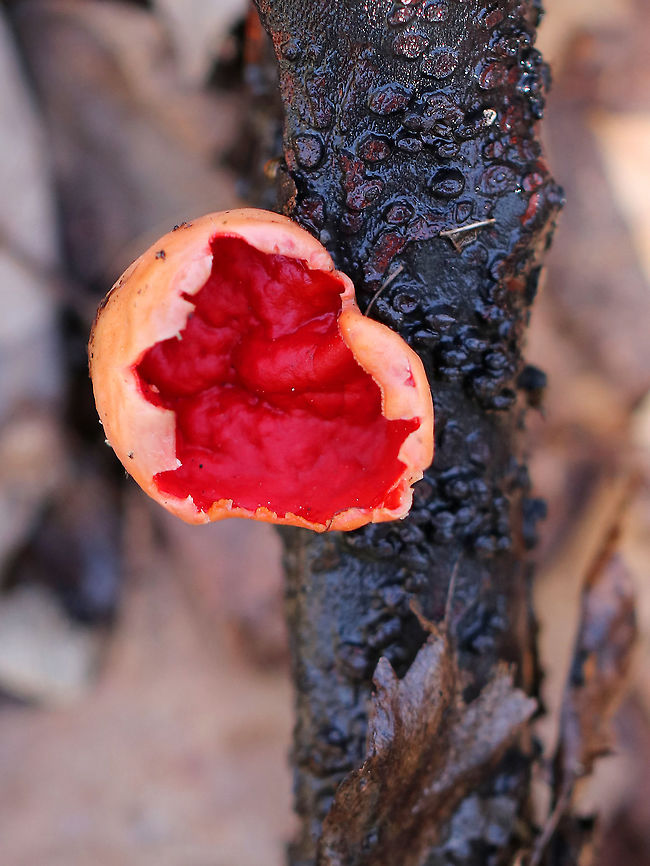 Scarlet Elf Cup - Sarcoscypha sp. Bright red cup fungi that were 3-5 mm diameter. The inner surfaces were red, smooth, and wrinkled. The outer surfaces were pink/peach and slightly hairy. They did not have stems. Geotagged,Sarcoscypha,Spring,United States,cup fungi,cup fungus,elf cup,fungi,fungus,mushroom,scarlet elf cup