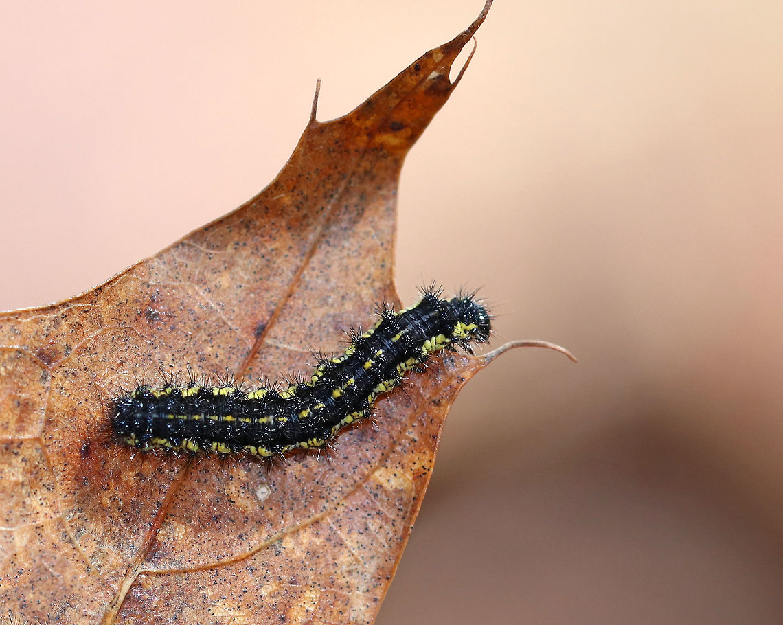Leconte's Haploa Caterpillar Black caterpillar with tufts and yellow markings. It was about 3 cm long.  Geotagged,Haploa lecontei,Leconte's Haploa,Leconte's Haploa Caterpillar,Lecontes haploa,Spring,United States,caterpillar,larva,moth caterpillar,moth larva