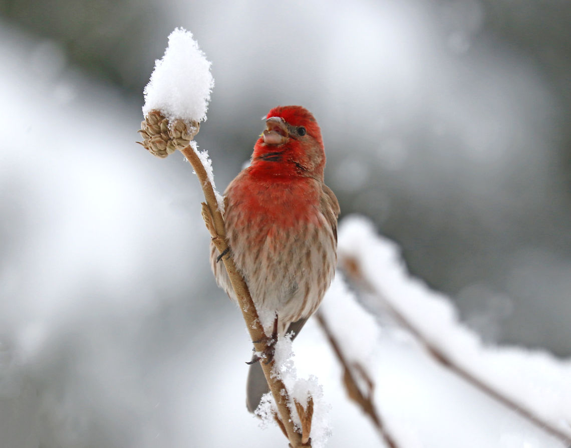 Male House Finch The snowstorm we had this "spring" morning wasn't enough to dampen this handsome fella's spirits. He was up early, and not even the cold snow could hinder him from singing his morning song.<br />
<br />
Males have a red head and breast and a streaked, brown belly. The red coloring comes from pigments contained in its food during molt. So, the more pigment in the food, the redder the male. Females seem to prefer to mate with the reddest male they can find!<br />
<br />
Spotted: Next to my deck in a rural area<br />
<br />
<figure class="photo"><a href="https://www.jungledragon.com/image/71111/male_house_finch_-_haemorhous_mexicanus.html" title="Male House Finch - Haemorhous mexicanus"><img src="https://s3.amazonaws.com/media.jungledragon.com/images/3232/71111_thumb.jpg?AWSAccessKeyId=05GMT0V3GWVNE7GGM1R2&Expires=1770854410&Signature=hqdCHlCTZKExoZmvrfvDXliD%2FWA%3D" width="138" height="152" alt="Male House Finch - Haemorhous mexicanus The snowstorm we had this "spring" morning wasn't enough to dampen this handsome fella's spirits. He was up early, and not even the cold snow could hinder him from singing his morning song. Every time I snapped a picture, he would stop and stare at me. I think I was interrupting his special time.<br />
<br />
Males have a red head and breast and a streaked, brown belly. The red coloring comes from pigments contained in its food during molt. So, the more pigment in the food, the redder the male. Females seem to prefer to mate with the reddest male they can find!<br />
<br />
Spotted: Next to my deck in a rural area<br />
https://www.jungledragon.com/image/71112/male_house_finch_-_haemorhous_mexicanus.html<br />
https://www.jungledragon.com/image/58735/male_house_finch.html Carpodacus mexicanus,Geotagged,Haemorhous mexicanus,House Finch,Spring,United States,bird" /></a></figure><br />
<figure class="photo"><a href="https://www.jungledragon.com/image/71112/male_house_finch_-_haemorhous_mexicanus.html" title="Male House Finch - Haemorhous mexicanus"><img src="https://s3.amazonaws.com/media.jungledragon.com/images/3232/71112_thumb.jpg?AWSAccessKeyId=05GMT0V3GWVNE7GGM1R2&Expires=1770854410&Signature=k5fq82Nvpd1KWc8GoVKRwewrXzs%3D" width="200" height="154" alt="Male House Finch - Haemorhous mexicanus The snowstorm we had this "spring" morning wasn't enough to dampen this handsome fella's spirits. He was up early, and not even the cold snow could hinder him from singing his morning song. Every time I snapped a picture, he would stop and stare at me. I think I was interrupting his special time.<br />
<br />
Males have a red head and breast and a streaked, brown belly. The red coloring comes from pigments contained in its food during molt. So, the more pigment in the food, the redder the male. Females seem to prefer to mate with the reddest male they can find!<br />
<br />
Spotted: Next to my deck in a rural area<br />
https://www.jungledragon.com/image/58735/male_house_finch.html<br />
https://www.jungledragon.com/image/71111/male_house_finch_-_haemorhous_mexicanus.html Carpodacus mexicanus,Geotagged,Haemorhous mexicanus,House Finch,Spring,United States,finch,male  house finch" /></a></figure> Carpodacus mexicanus,Geotagged,Haemorhous mexicanus,House Finch,Spring,United States,bird,finch,house finch,male finch,male house finch,red bird