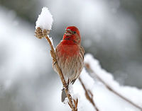 Male House Finch The snowstorm we had this "spring" morning wasn't enough to dampen this handsome fella's spirits. He was up early, and not even the cold snow could hinder him from singing his morning song.<br />
<br />
Males have a red head and breast and a streaked, brown belly. The red coloring comes from pigments contained in its food during molt. So, the more pigment in the food, the redder the male. Females seem to prefer to mate with the reddest male they can find!<br />
<br />
Spotted: Next to my deck in a rural area<br />
<br />
https://www.jungledragon.com/image/71111/male_house_finch_-_haemorhous_mexicanus.html<br />
https://www.jungledragon.com/image/71112/male_house_finch_-_haemorhous_mexicanus.html Carpodacus mexicanus,Geotagged,Haemorhous mexicanus,House Finch,Spring,United States,bird,finch,house finch,male finch,male house finch,red bird