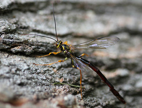 Giant Ichneumon Wasp (Male)- Megarhyssa macrurus Males are about 5 cm long, and have black and yellowish-orange stripes on their thorax. Wings are transparent and the abdomen is elongated. Females have a 4 inch ovipositor at the end of their abdomen, but males do not have an ovipositor.

There were numerous males hanging out on this log - at least 6 of them.  There were no females in sight, so my guess is that they could sense that a female was about to chew her way out of the log, and they were waiting to mate with her... Adult male wasps, eager to mate with newly emerged females, can actually discern wood-chewing vibrations and use their antennae to detect the pheromones. So, males will gather on a tree where they can "hear" and "smell" a female chewing her way out and they will wait for her to emerge so they can mate. Geotagged,Giant Ichneumon,Giant Ichneumon Wasp,Megarhyssa macrurus,Spring,United States,ichneumon wasp,male Giant Ichneumon Wasp,male wasp,wasp