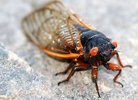 Cassin's Periodical Cicada - Magicicada cassinii Magicicada is the genus of the 13-year and 17-year periodical cicadas of eastern North America. Although they are sometimes called "locusts", this is a misnomer as cicadas belong to the taxonomic order Homoptera, while locusts belong to Orthoptera. This particular cicada is a 17-year cicada and was part of Brood II, which last emerged in 2013.<br />
<br />
Habitat: Spotted along the Hudson River in upstate New York.<br />
https://www.jungledragon.com/image/71608/cassins_periodical_cicada_-_magicicada_cassinii.html Geotagged,Magicicada,Magicicada cassinii,Periodical Cicada,Spring,United States,cicada