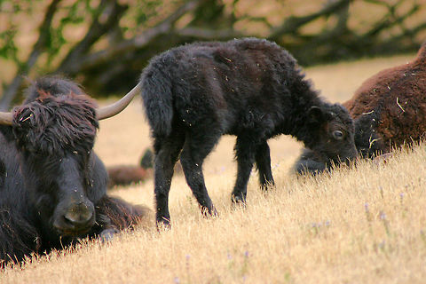 Yaks I saw these domesticated yaks on a farm in Oregon. Domesticated yaks have been kept for thousands of years, primarily for their milk, fibers, meat, and as beasts of burden. Bos,Bos grunniens,Geotagged,Summer,United States,Yak,domestic animals,yak,yaks