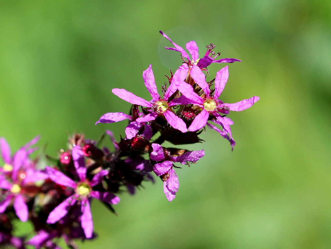 Purple Loosestrife - Lythrum salicaria These flowers were growing throughout a large meadow and were surely a pollinator's delight! <br />
<br />
The stems have a variable amount of hairiness and are rounded or 4-sided in shape. The upper stems end in long spikes of flowers. Each flower is at least 15mm across, consisting of 6 purple petals, a green tubular calyx, 6+ stamens, and a pistil with a green stigma. Each petal has a dark purple line toward its base.<br />
<figure class="photo"><a href="https://www.jungledragon.com/image/72202/purple_loosestrife_-_lythrum_salicaria.html" title="Purple Loosestrife - Lythrum salicaria"><img src="https://s3.amazonaws.com/media.jungledragon.com/images/3232/72202_thumb.jpg?AWSAccessKeyId=05GMT0V3GWVNE7GGM1R2&Expires=1763596810&Signature=tMkraxD3CLuySiLOUCBEbgemu8k%3D" width="116" height="152" alt="Purple Loosestrife - Lythrum salicaria The stems have a variable amount of hairiness and are rounded or 4-sided in shape. The upper stems end in long spikes of flowers. Each flower is at least 15mm across, consisting of 6 purple petals, a green tubular calyx, 6+ stamens, and a pistil with a green stigma. Each petal has a dark purple line toward its base.<br />
https://www.jungledragon.com/image/58739/purple_loosestrife.html Geotagged,Lythrum salicaria,Spiked loosestrife,Summer,United States" /></a></figure> Geotagged,Loosestrife,Lythrum salicaria,Purple Loosestrife,Spiked loosestrife,Summer,United States,flowers,purple,wildflowers